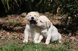 LABRADOR 1034